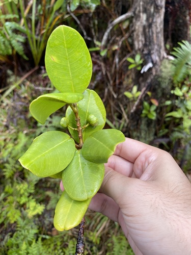 Melicope oahuensis