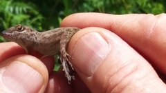 Anolis