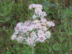 Hymenopappus