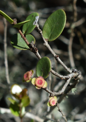 Eugenia capensis