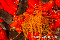 Cirriformia capensis image