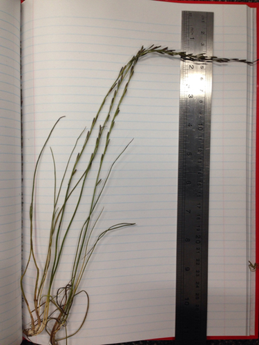 Triglochin palustris iNat (3)