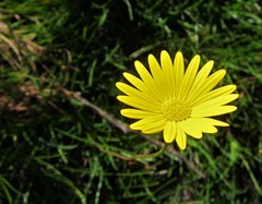 Ursinia tenuifolia
