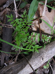 Cardamine impatiens
