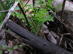 Cardamine impatiens