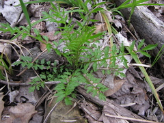 Cardamine impatiens