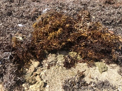Sargassum natans