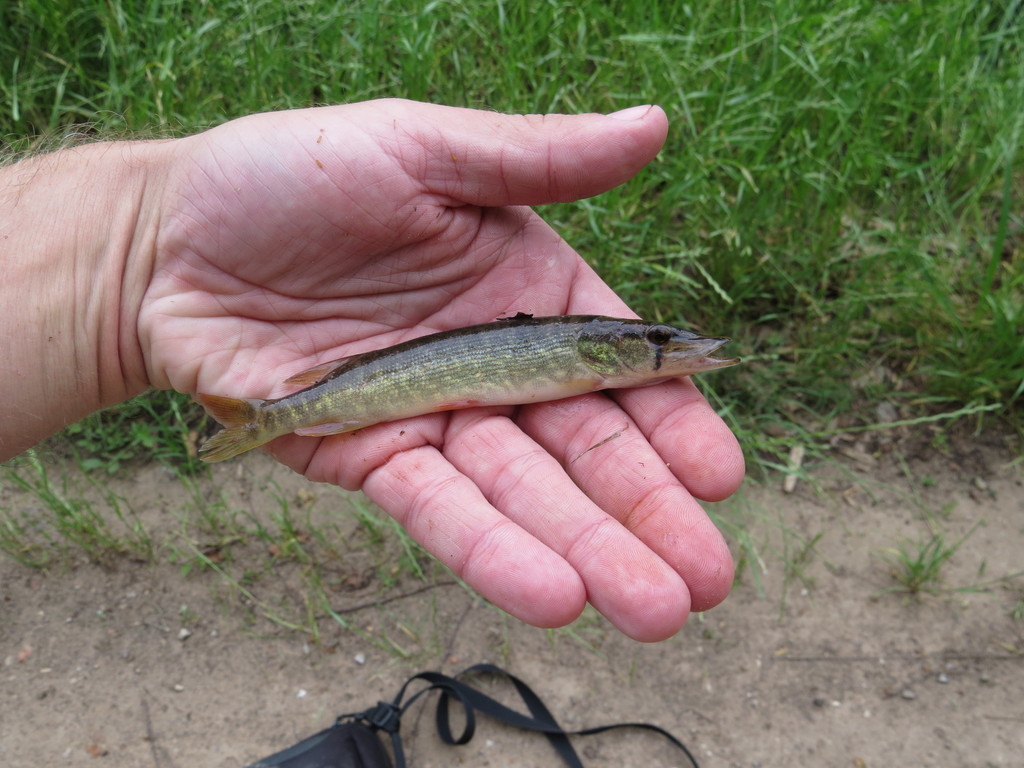 American Pickerel in May 2016 by Kenneth Bader. caught in funnel trap ...