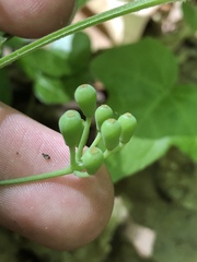 Smilax hugeri