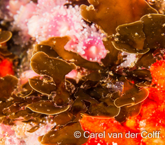 Exallosorus harveyanus