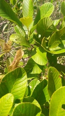 Davilla elliptica