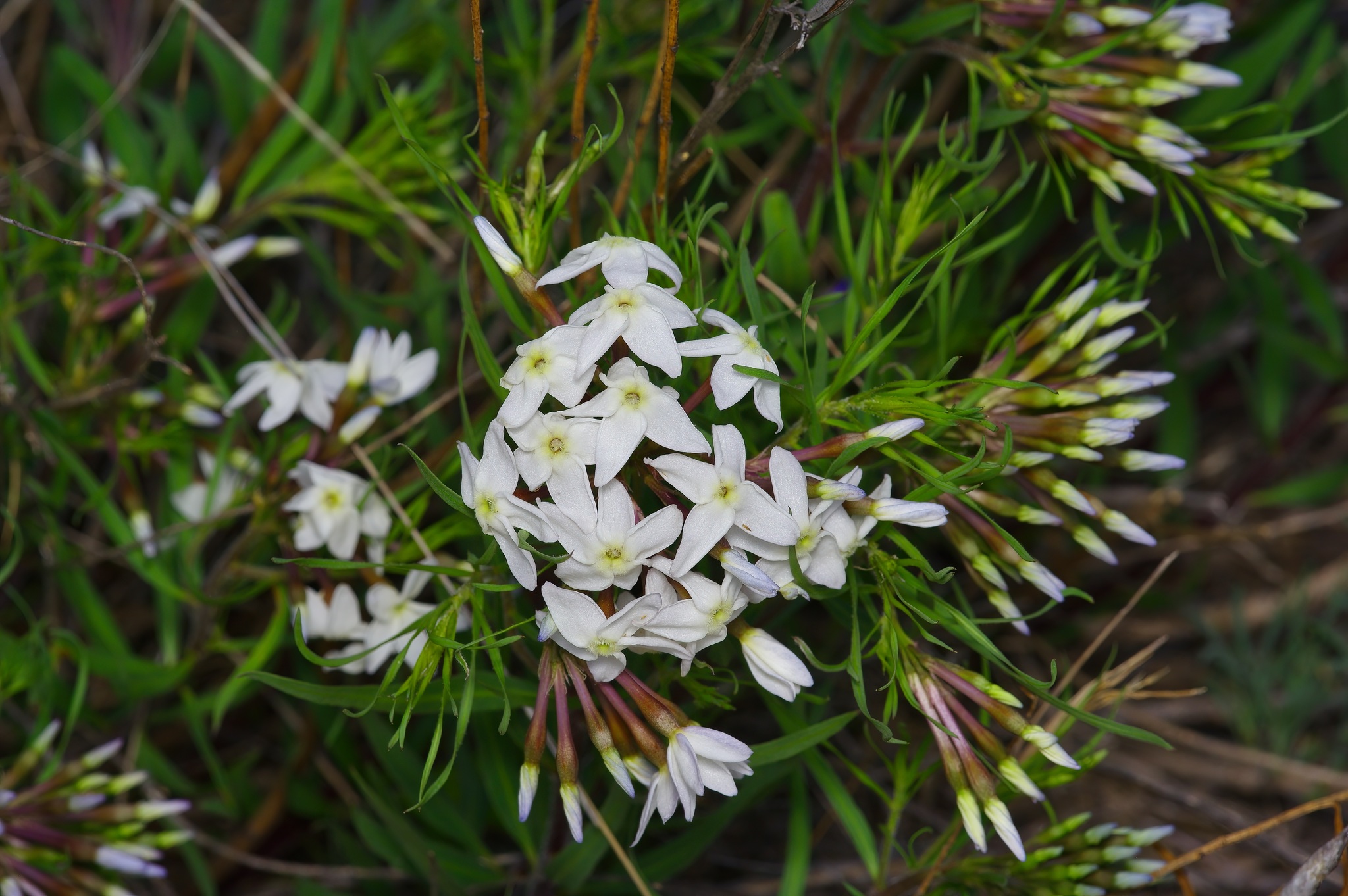 Amsonia tharpii