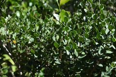 Eugenia capensis