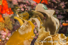 Jellyella tuberculata