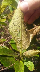Davilla elliptica