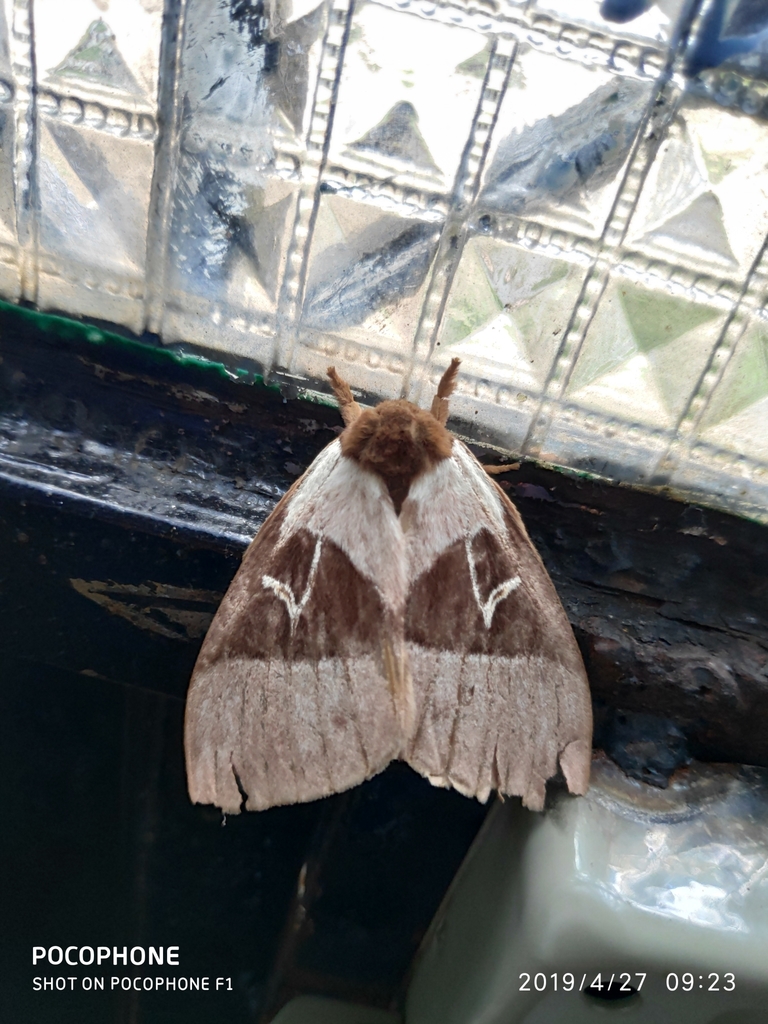 Dirphia carimaguensis