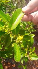 Davilla elliptica