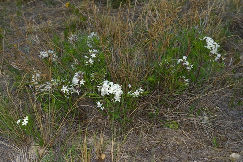 Image of Amsonia tharpii by (c) Michelle W. （鍾偉瑋）, some rights reserved (CC BY)
