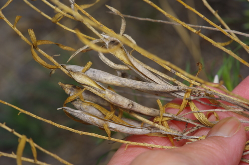 Image of Amsonia tharpii by (c) Michelle W. （鍾偉瑋）, some rights reserved (CC BY)