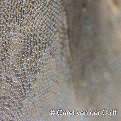 Membranipora rustica