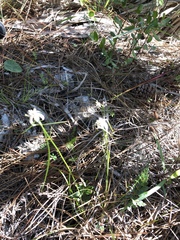 Rhynchospora floridensis