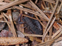 Vaejovis carolinianus