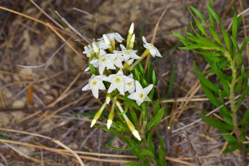 Feltleaf bluestar (Amsonia tharpii)