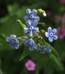 Brunnera orientalis