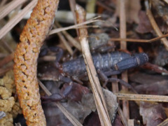 Vaejovis carolinianus