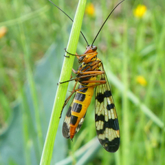 Panorpa meridionalis