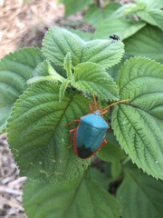 Edessa rufomarginata