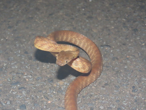 Brown Tree Snake sighting