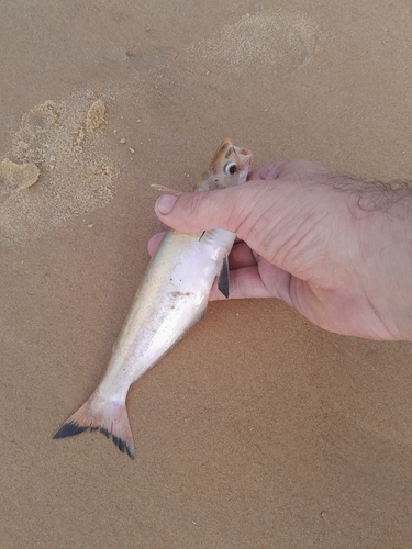 Bonebarbel woodcat (Auchenipterus osteomystax) — Auchenipteridae — 5