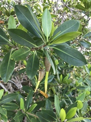 Rhizophora mangle