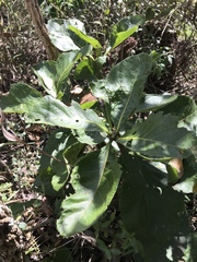 Tocoyena formosa