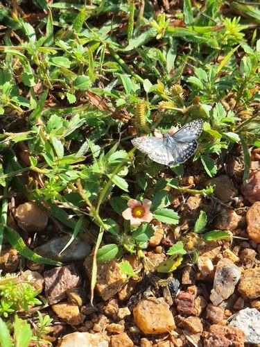 Orcus Checkered-Skipper