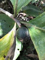 Tocoyena formosa