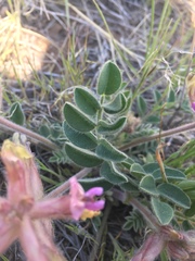 Astragalus malacus