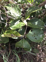 Tocoyena formosa
