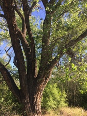 Populus deltoides wislizenii