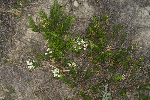 Image of Amsonia tharpii by (c) Michelle W. （鍾偉瑋）, some rights reserved (CC BY)