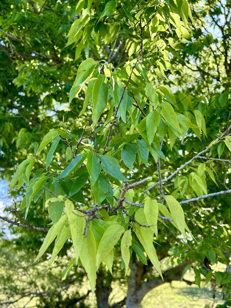 sugar hackberry from Cumberland Island, Woodbine, GA, US on March 31 ...