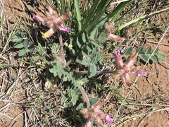 Astragalus malacus