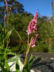 Persicaria madagascariensis