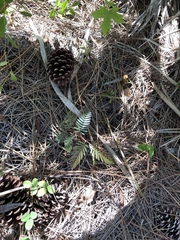 Chamaecrista deeringiana