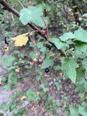 Ribes ciliatum