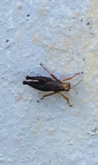Batrachideini
