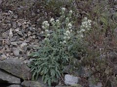 Phacelia imbricata