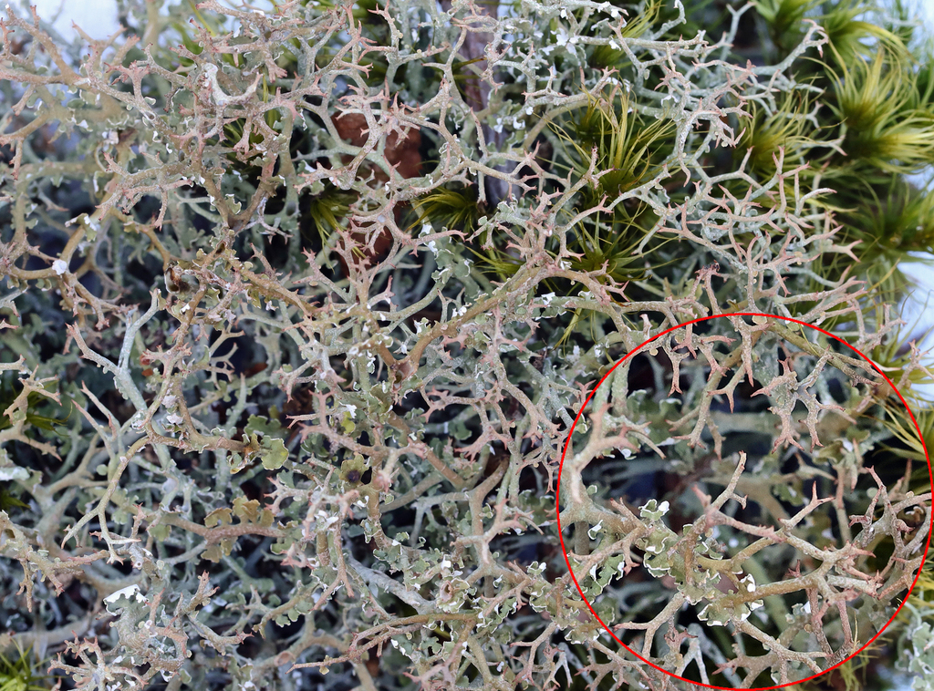 many-forked cladonia from Onteora Lake, Onteora Lake State Park ...