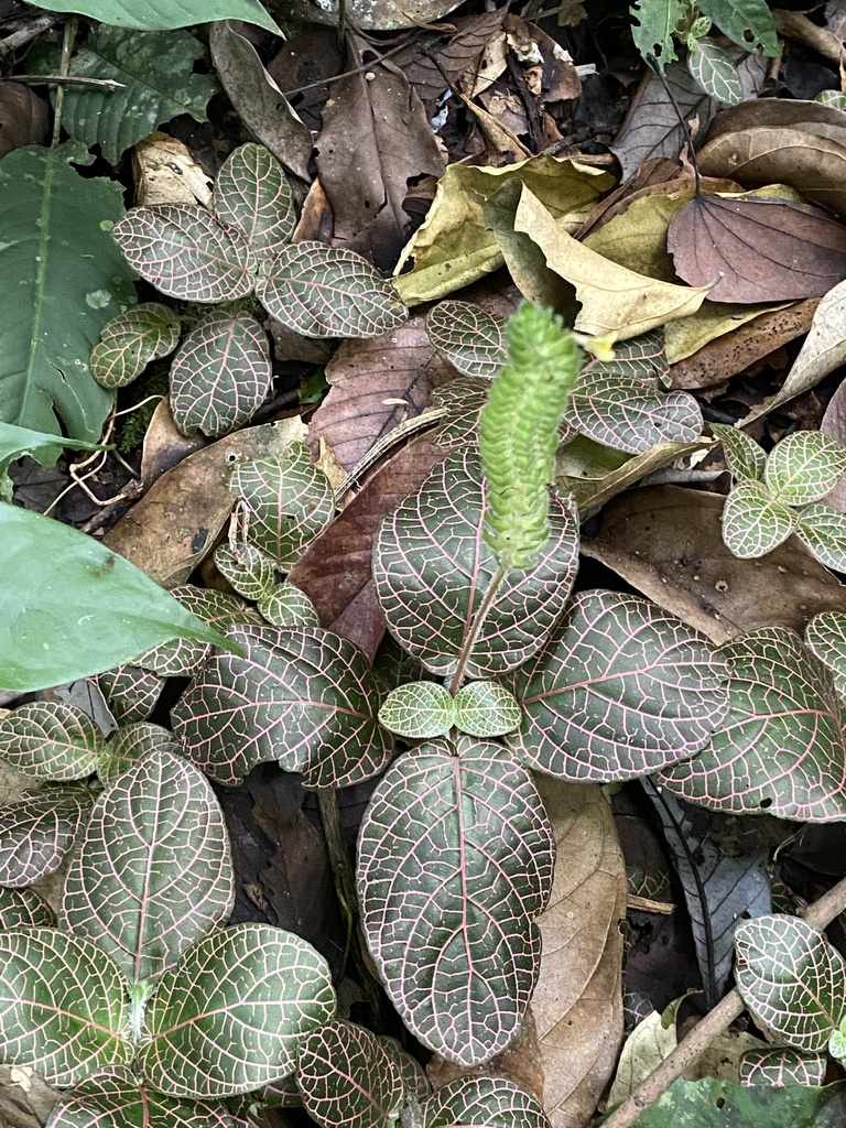 Foto de Nervura-branca